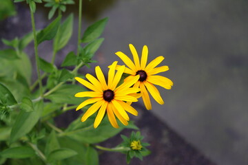 yellow flower in the garden