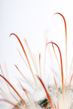 Extreme macro of thorns on a tiny cactus