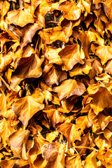 Herbst Blätter wilder Wien braun gelb