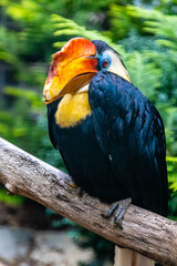 Doppelhornvogel © Peter