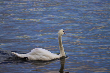 Obraz premium swans on the river