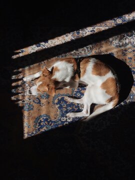 Dog sleeping on the carpet