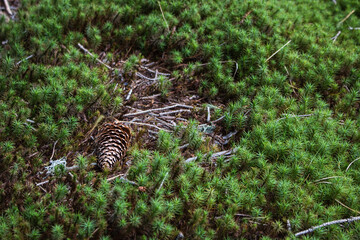 Pine cone in the forest