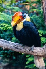 Doppelhornvogel © Peter