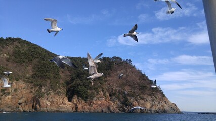 부산 바다 위를 나르는 갈매기 떼