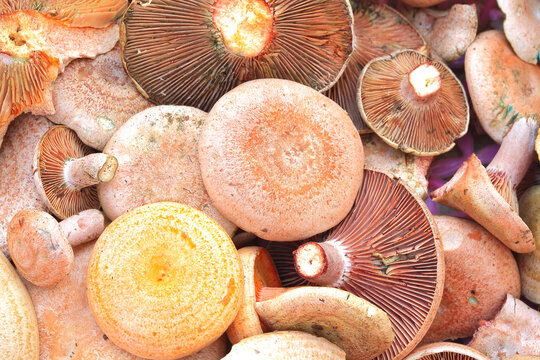 Fresh wild mushrooms
