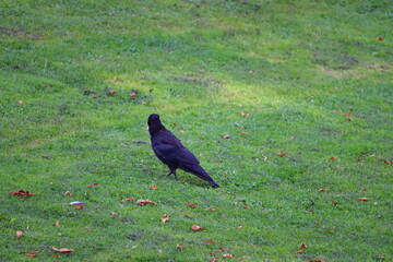 crow on the grass