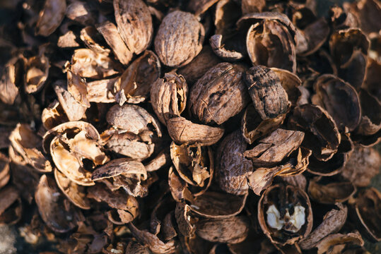 Just cracked walnut shells