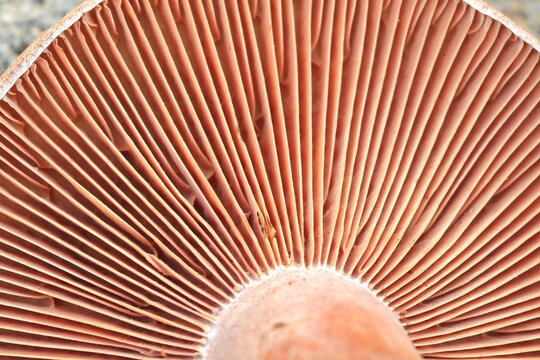 Fresh wild mushroom close-up macro