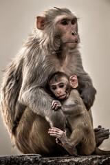 Fototapeta premium Fine art image of mother caring her baby. Rhesus macaque or Macaca mulatta monkey mother with her baby