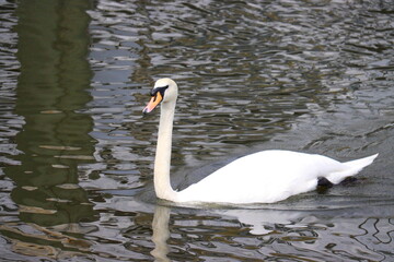 Naklejka premium swans on the river