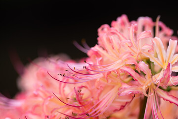 ピンク色の彼岸花