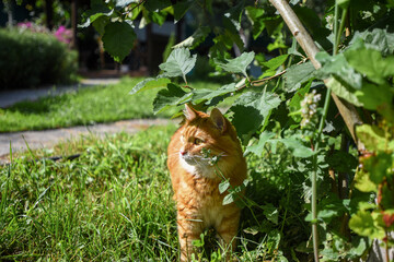 red domestic fluffy cat walks in the garden on a sunny summer day