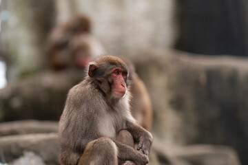 表情豊かなニホンザル