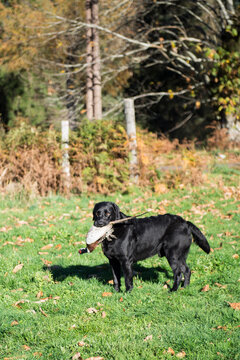 Black Labrador collecting ducks and pheasants on a hunt in the French Riviera