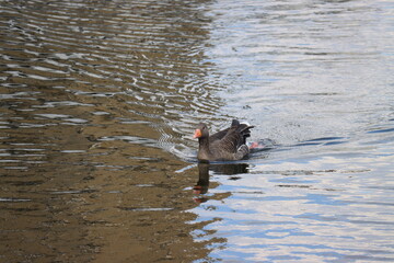 duck in the water