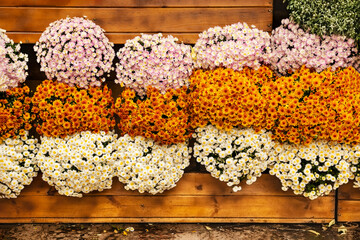 Three horizontal rows of white, purple and orange chrysanthemums.