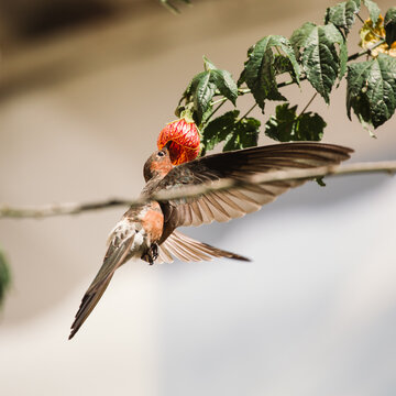 Hummingbird in flight sucking a juicy flower