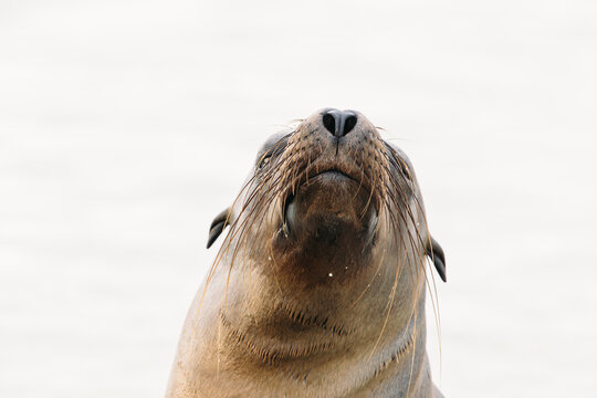Portrait of a sea lion with water droplets on whiskers