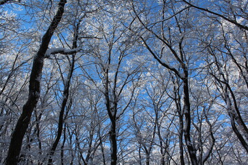 제주도 한라산 겨울 산, 눈 덮힌 산, 나무