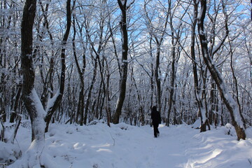 제주도 한라산 겨울 산, 눈 덮힌 산, 나무