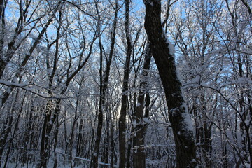 제주도 한라산 겨울 산, 눈 덮힌 산, 나무