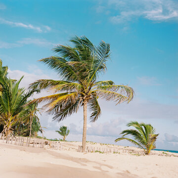 Palm tree stands guard at the border of beach resort and Dominican jungle