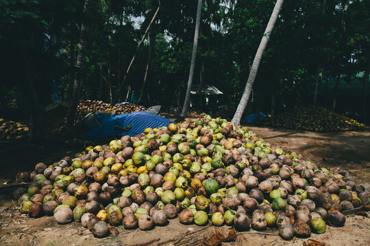 Tropical coconut piles in palm forest