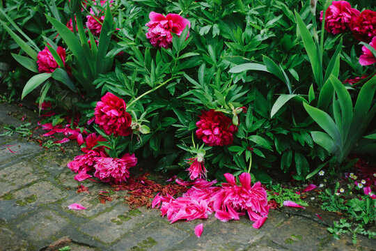 Flower detail in the rainy yard