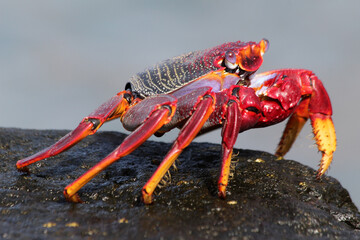 rote_Klippenkrabbe