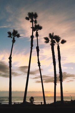 Palm Trees