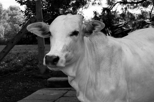 closeup shot of Indian white cow portrait in monochrome