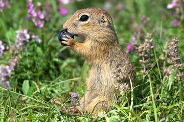 Naklejka na ściany i meble Small European ground squirrel (Spermophilus citellus) eating blueberry sitting in the grass and beautiful violet thyme flowers.