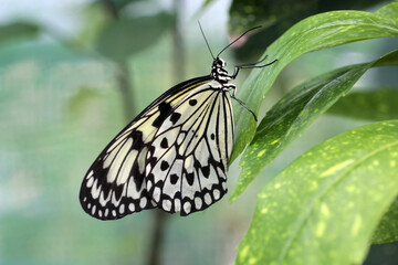 papillon noir et blanc