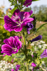 Obraz premium Blumen