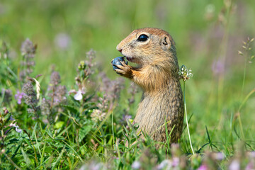 Naklejka na ściany i meble European ground squirrel eating blueberry sitting close to beautiful violet thyme flowers