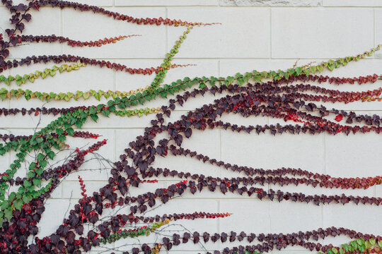 Autumn colored creeping Charlie on a wall
