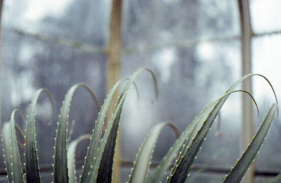 Succulent in a greenhouse