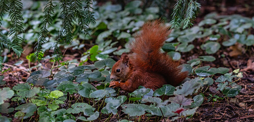 Eurasisches Eichhörnchen