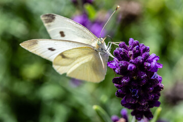 Schmetterling