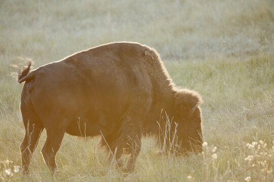 Bison