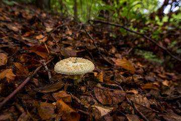 Beautiful multi-colored mushrooms in the autumn forest