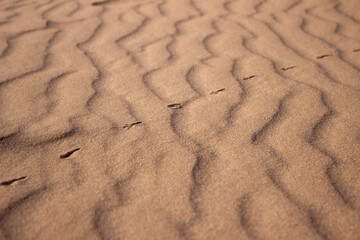 The largest desert in Europe, Ukraine - Oleshky Sands (Oleshkivsʹki pisky). Animal footprints in the yellow sand, background