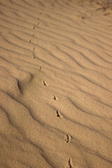 The largest desert in Europe, Ukraine - Oleshky Sands (Oleshkivsʹki pisky). Animal footprints in the yellow sand, background
