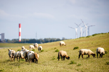 Schafe bei der Deichpflege