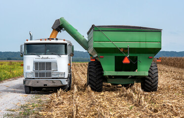 Farm grain cart empties freshly harvested corn into semi-truck trailer in agricultural field during...