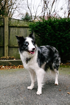 A black and white border collie sitting outside.