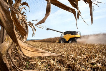 Farm combine harvester harvesting corn crop in agricultural field 