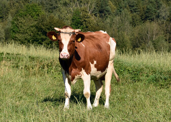 Fototapeta na wymiar Cow on the pasture. Brown and white cow grazing on the meadow.