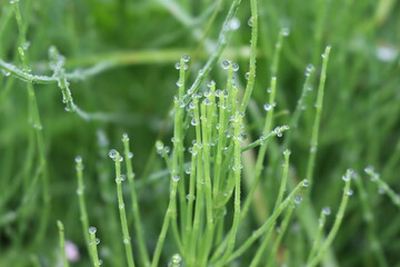 Obraz premium Water droplets left on the blades of grass after a summer rain